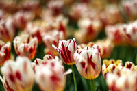 3/24/24 Dixon Galleries tulips flowers leah nana